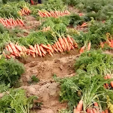 红萝卜