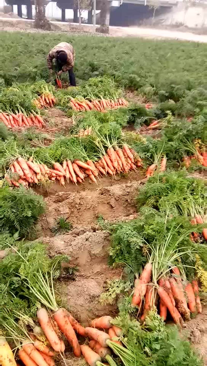 红萝卜