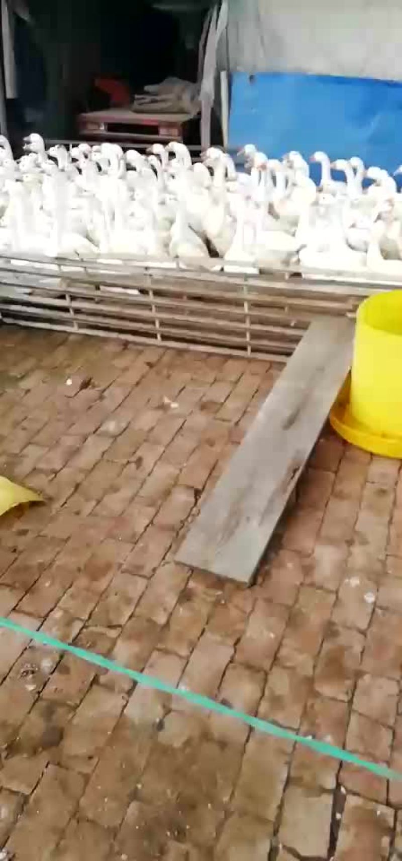 常年收售各种商品鹅老鹅