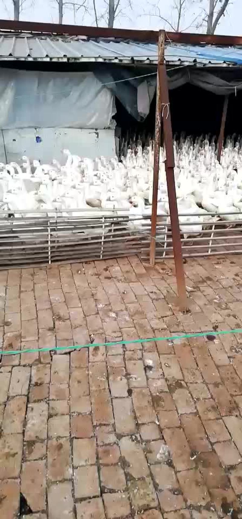 常年收售各种商品鹅老鹅