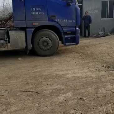 大棚反季节香椿树苗发货走车了