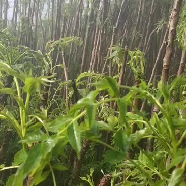 红油香椿树
