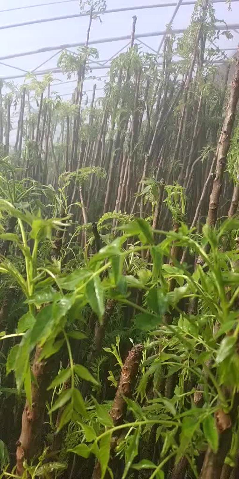 红油香椿树