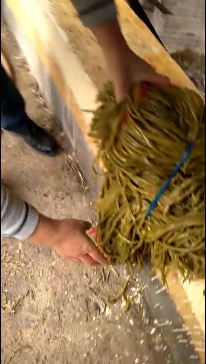 酸豆角