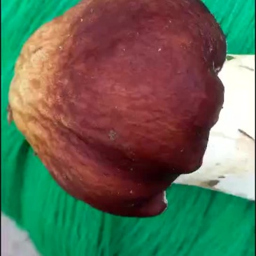 盖菇