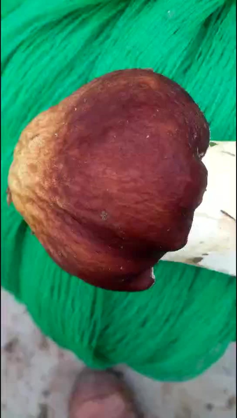 盖菇