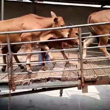 小肉牛犊一头多少钱