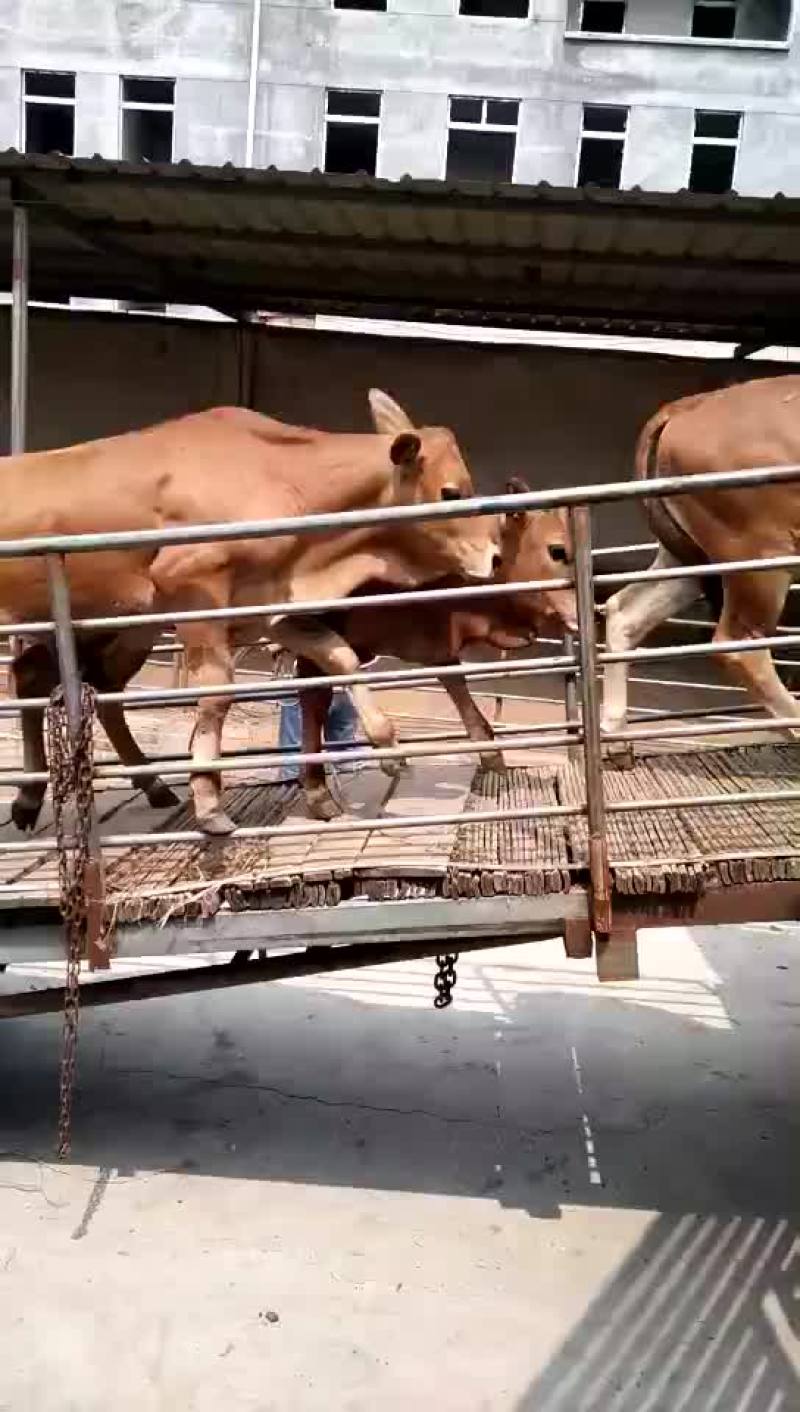 小肉牛犊一头多少钱