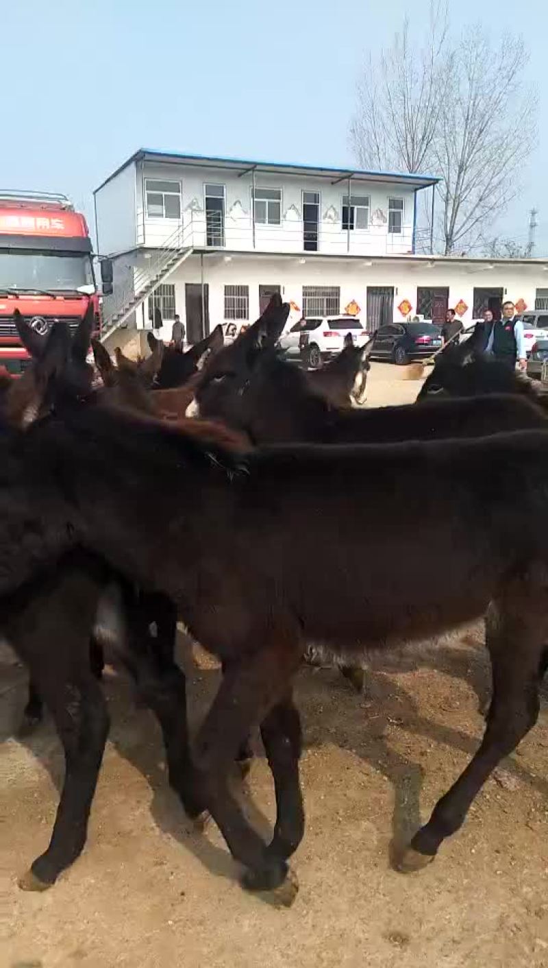 小肉牛犊一头多少钱
