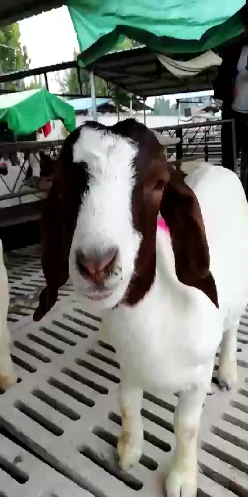 小肉牛犊一头多少钱