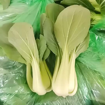 上海青