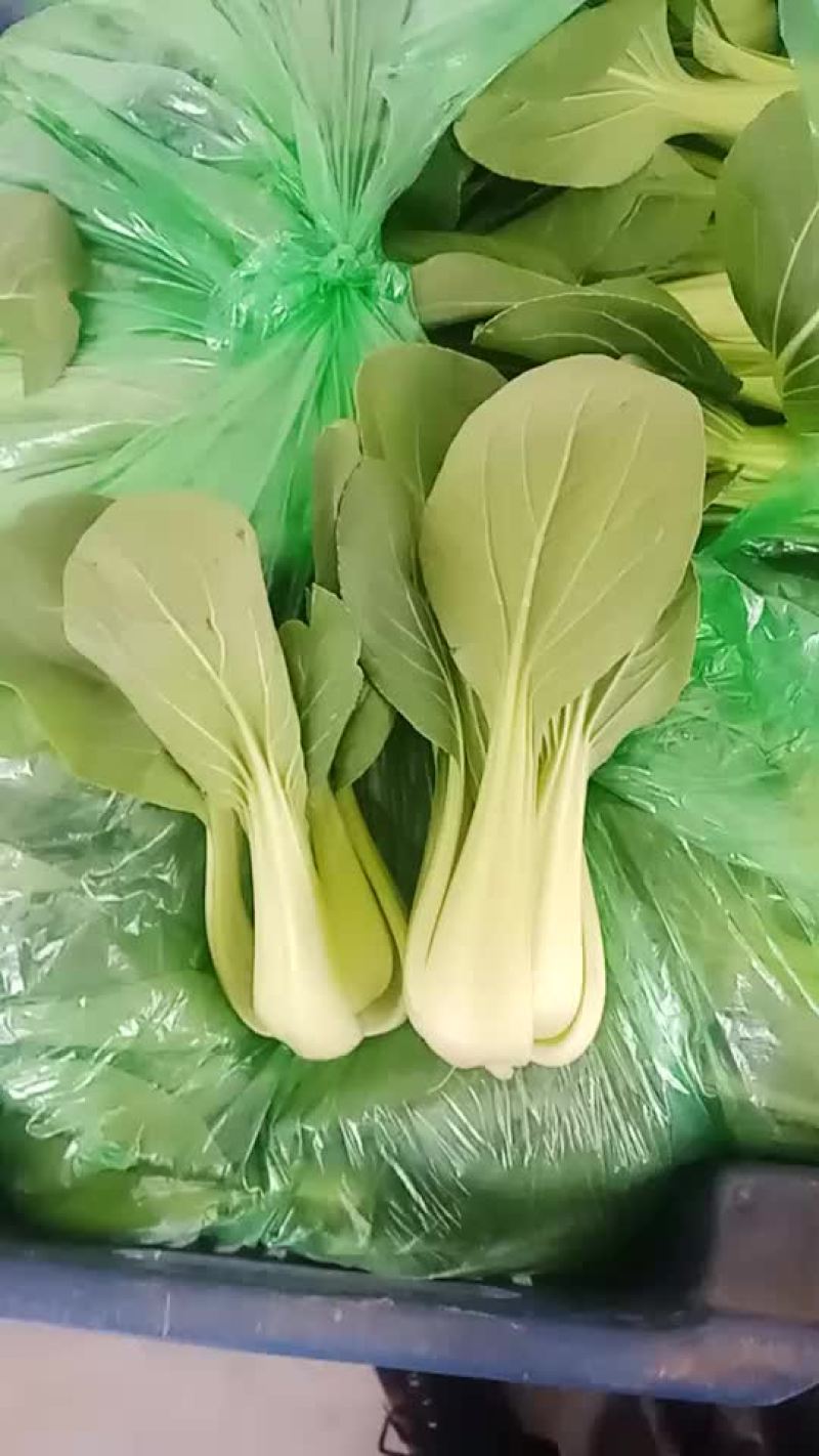 上海青