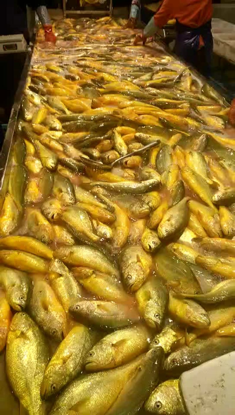 黄花鱼