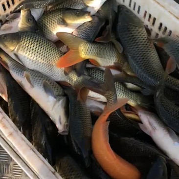 鲤鱼