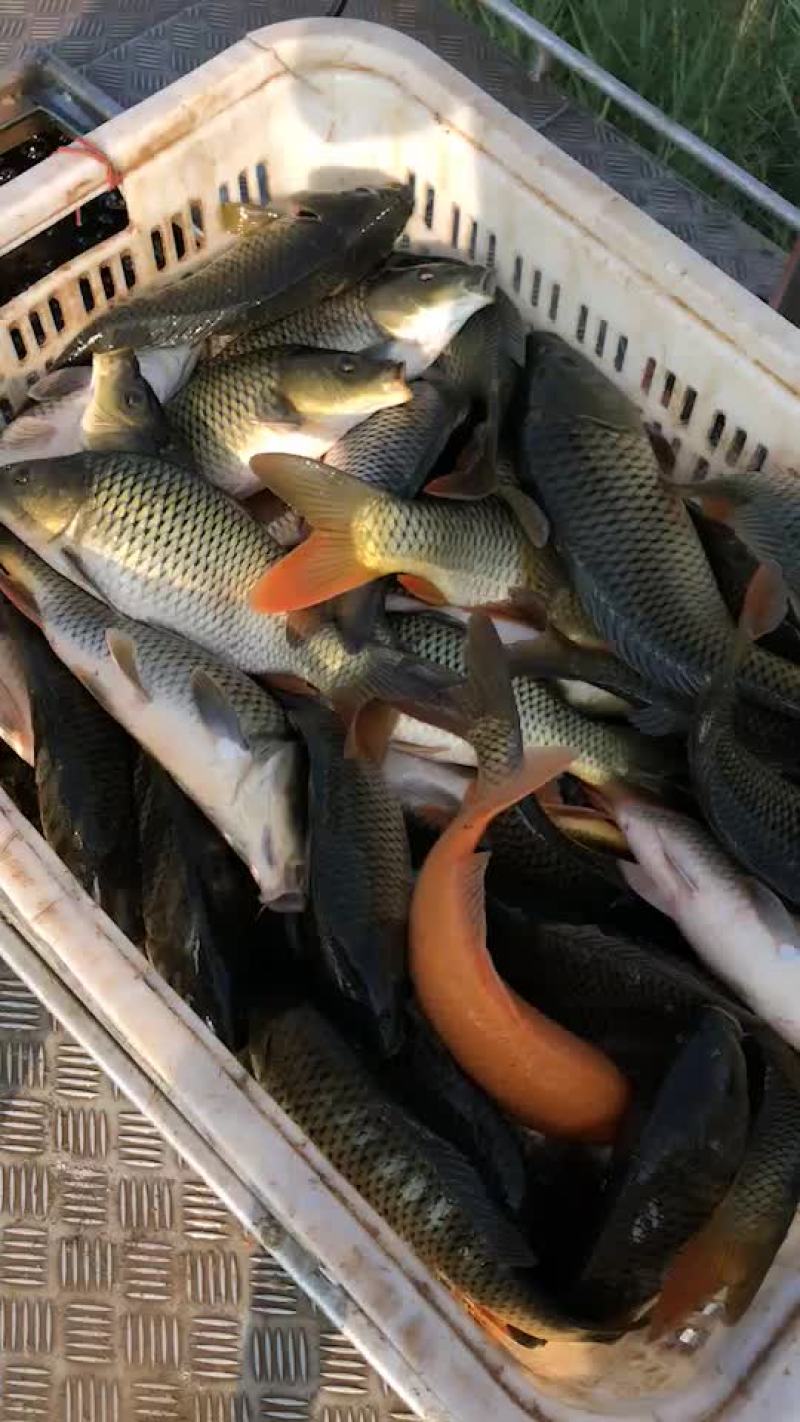 鲤鱼