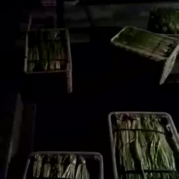 水芹菜