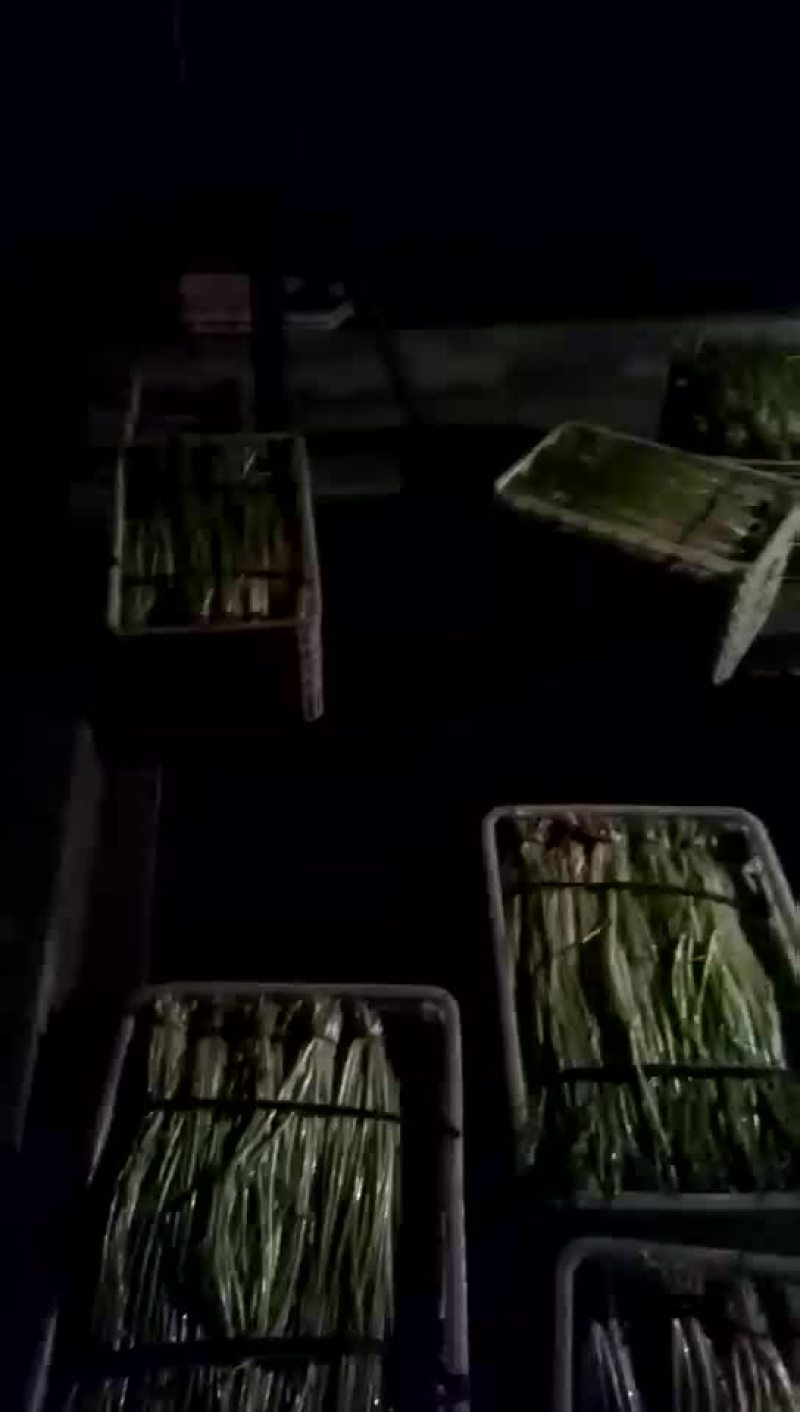 水芹菜