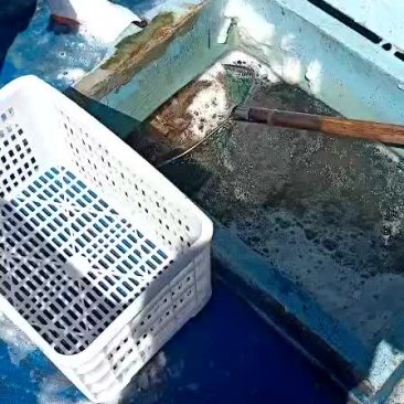 多宝鱼
