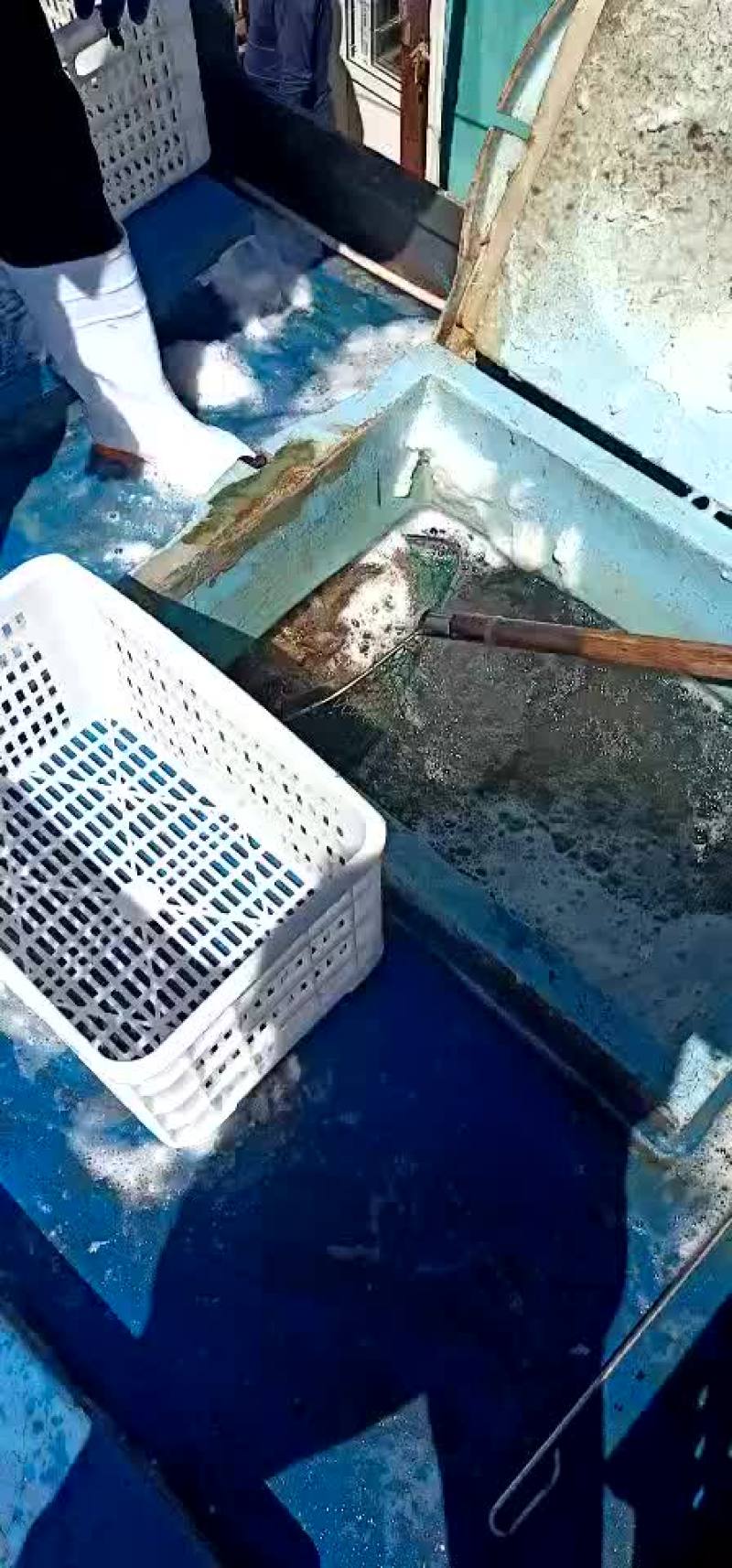 多宝鱼