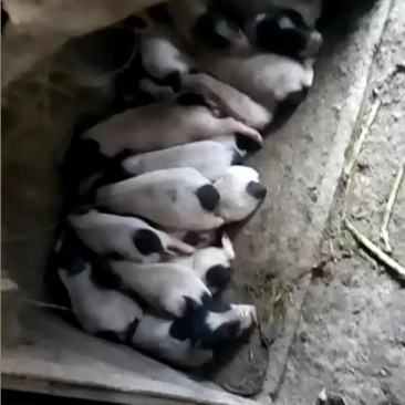便宜清场出售巴马香猪，小猪大猪