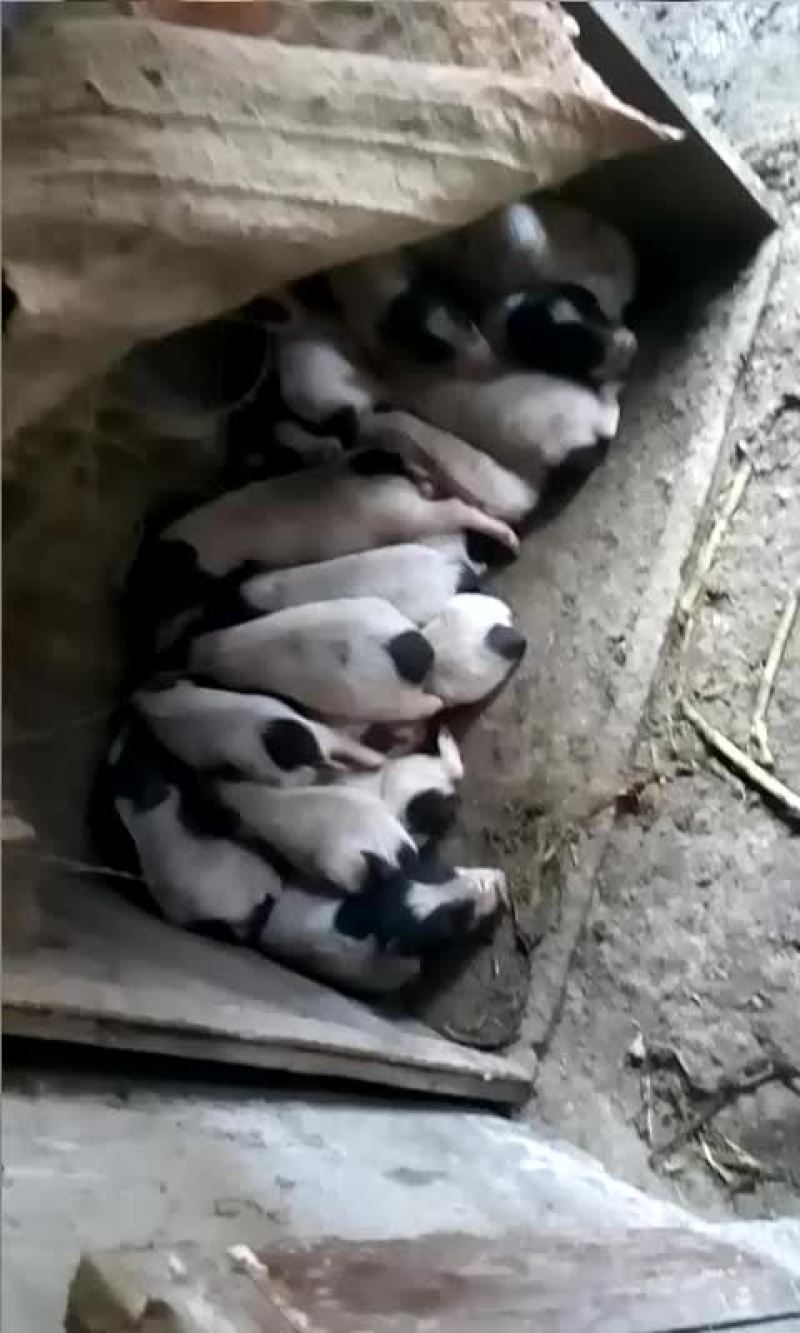 便宜清场出售巴马香猪，小猪大猪