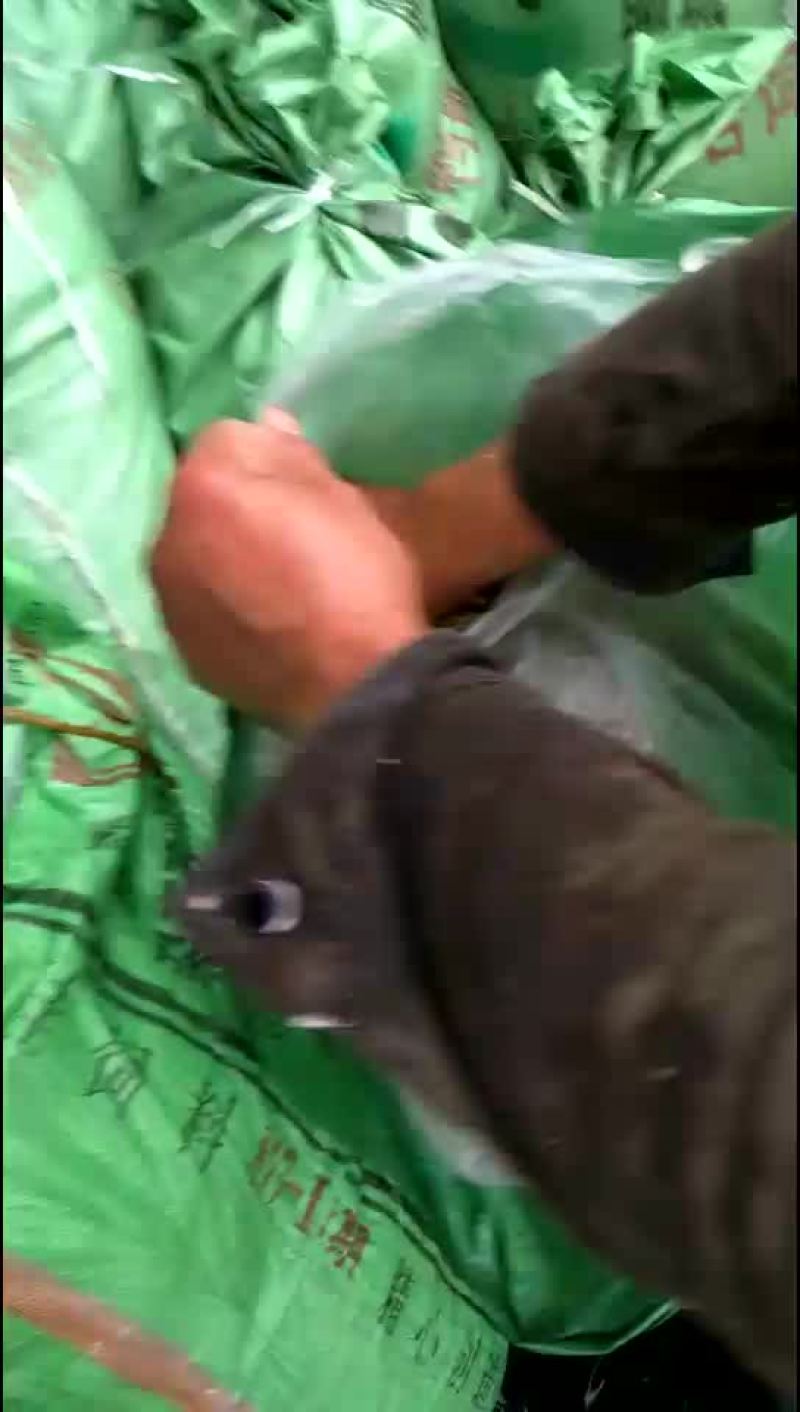 酸豆角