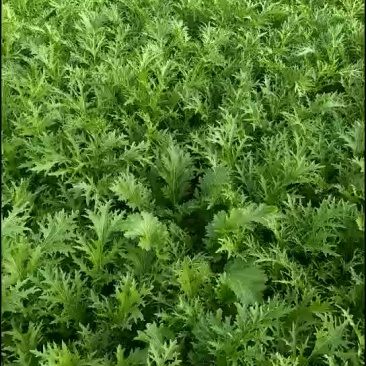 雪里红