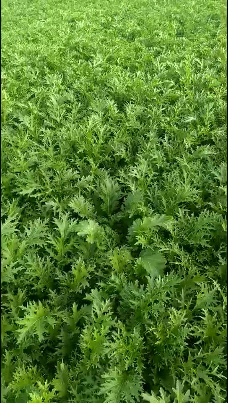 雪里红