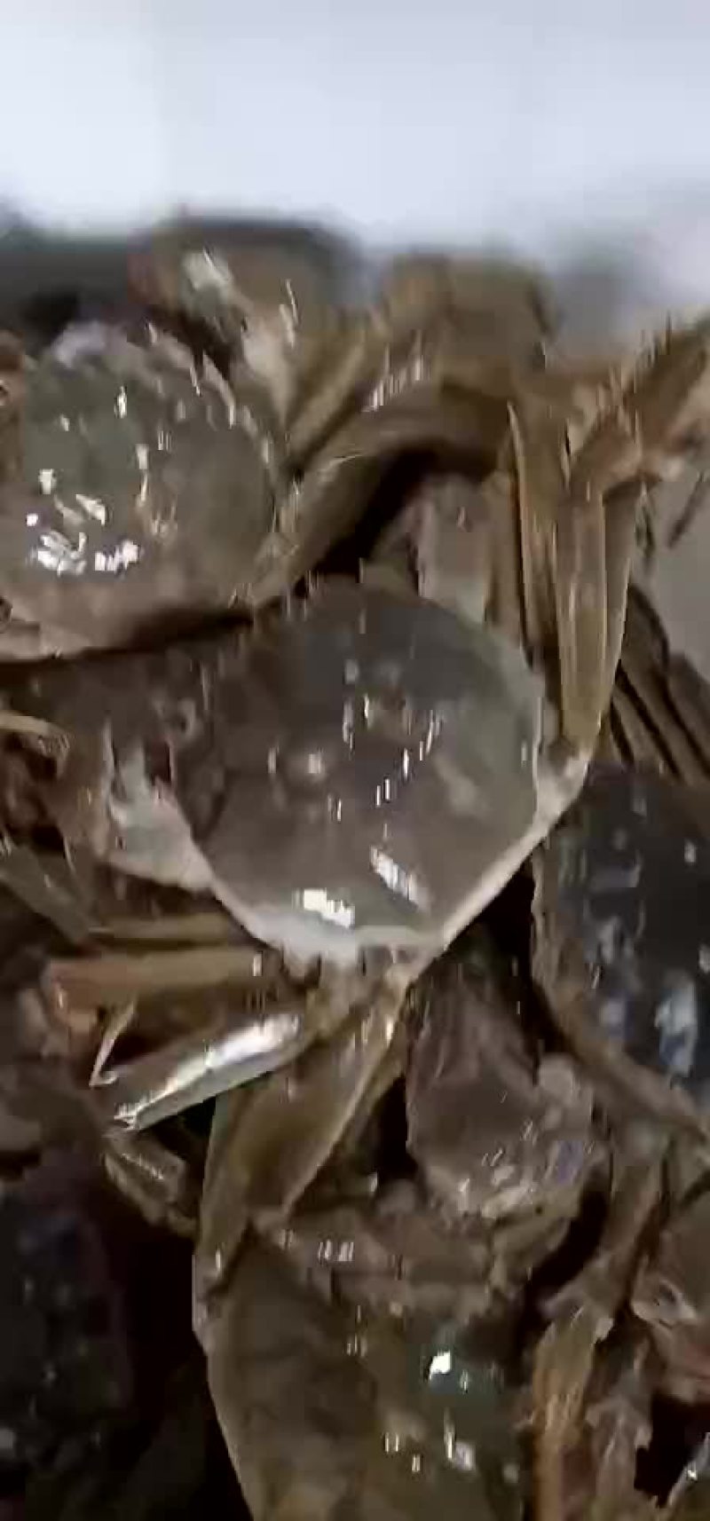 螃蟹