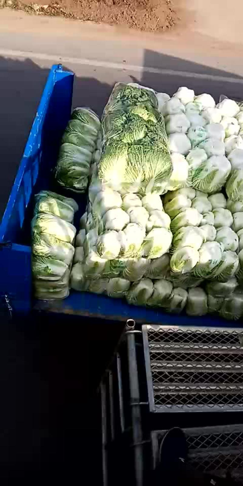 黄心菜襄阳黄心白菜