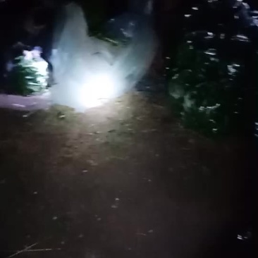 圆椒