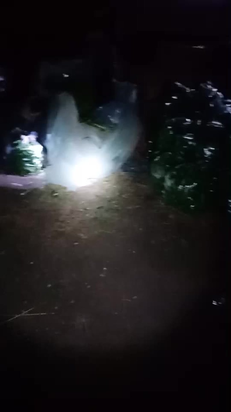 圆椒