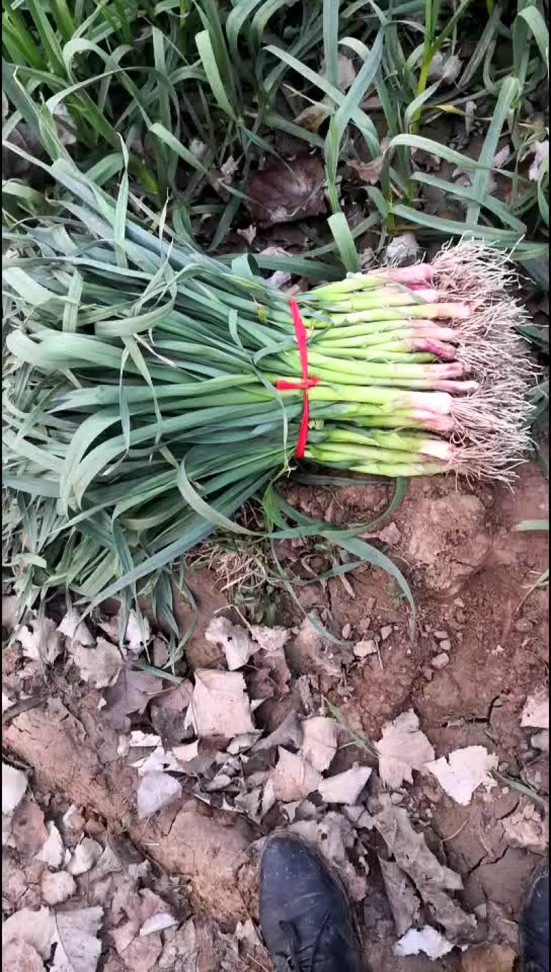 葱蒜类