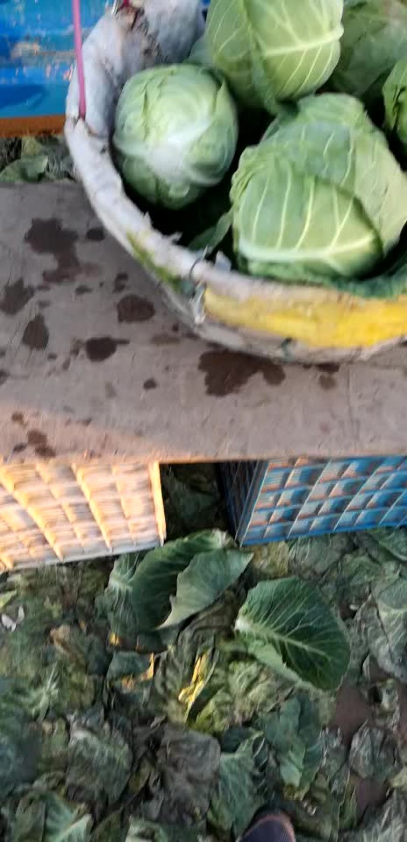 精品甘蓝二斤到三斤