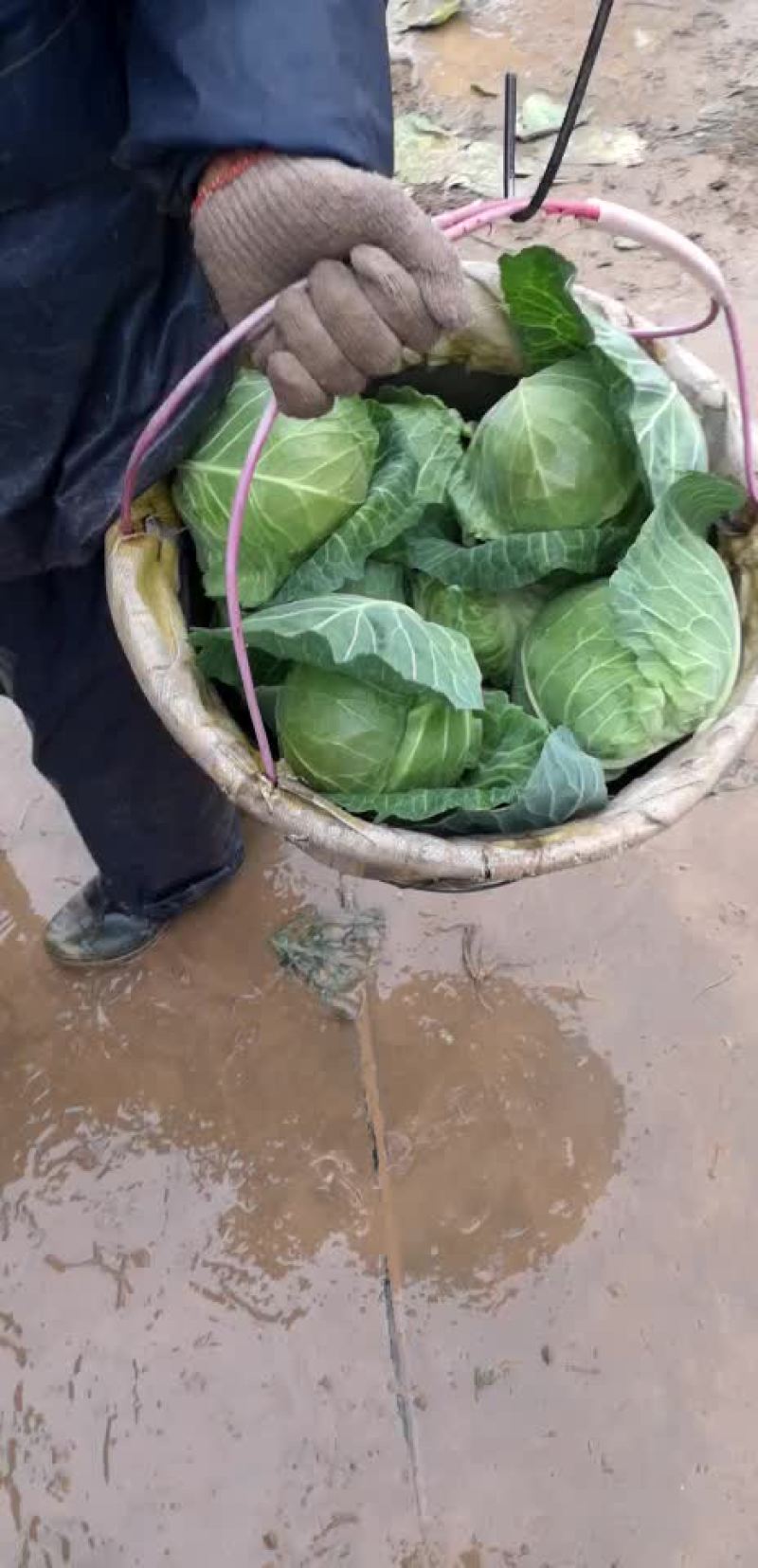 精品甘蓝二斤到三斤