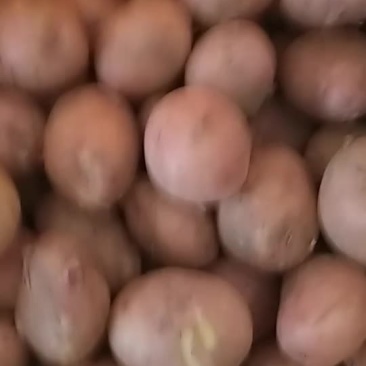 土豆