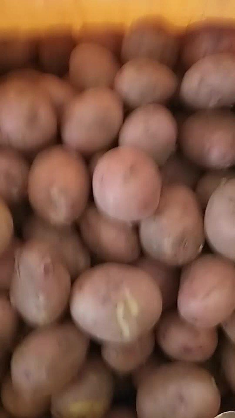 土豆