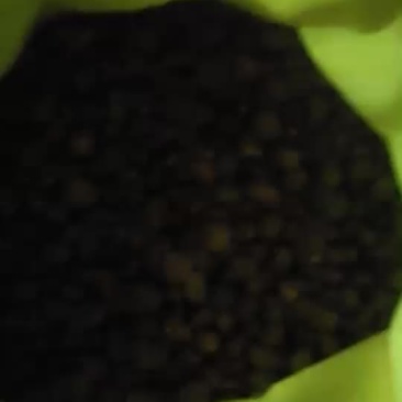 油茶籽