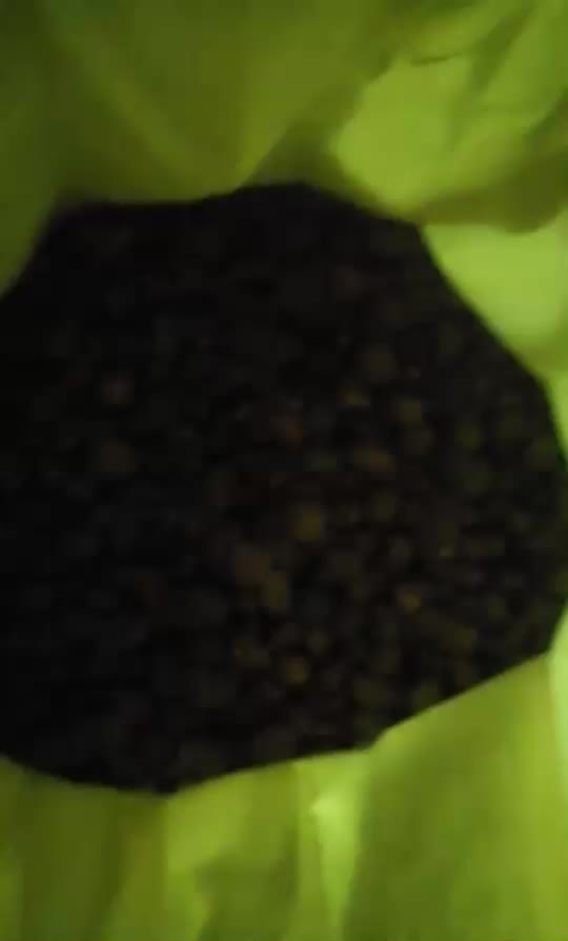 油茶籽