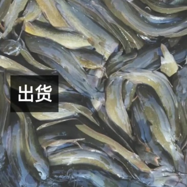 正宗本地塘鲺