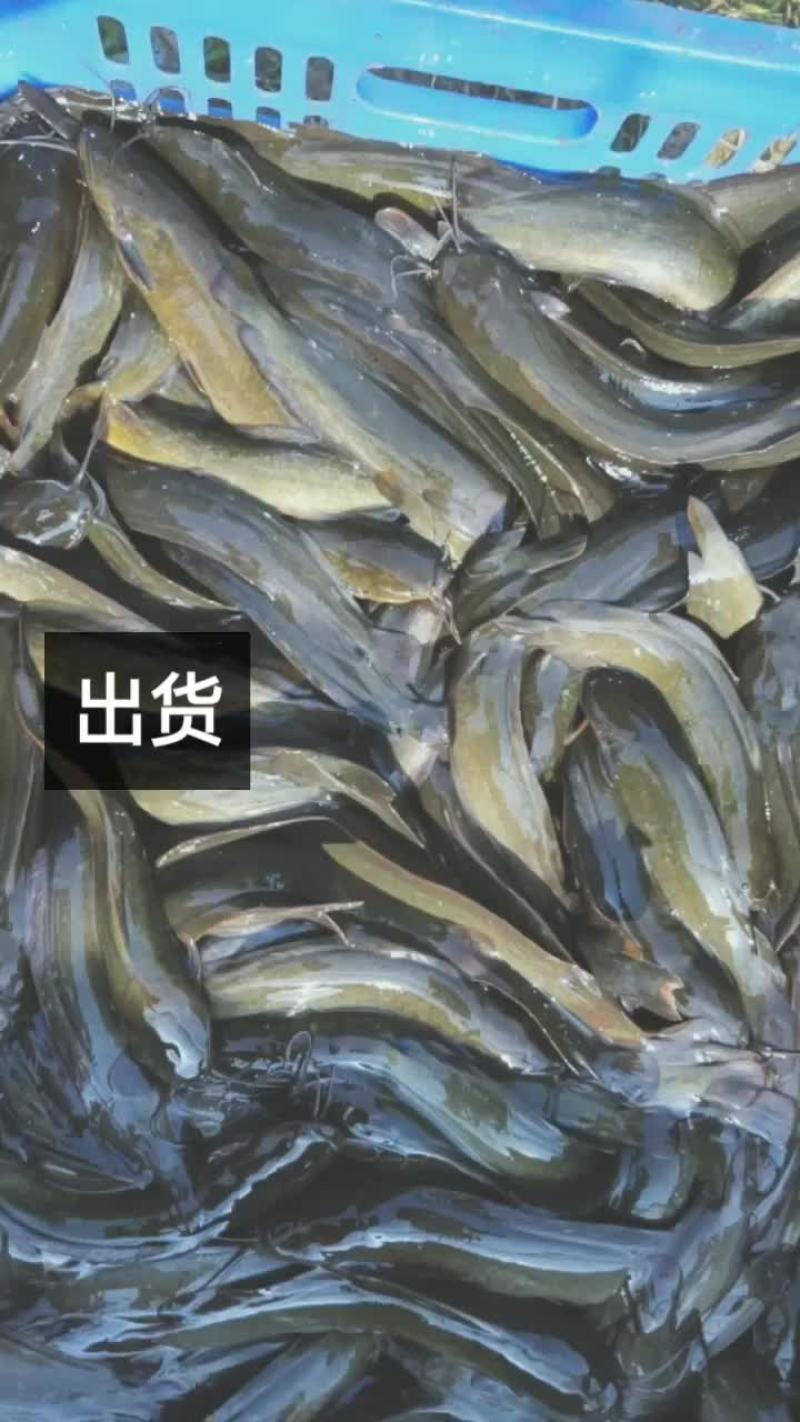 正宗本地塘鲺