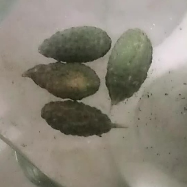 野西瓜