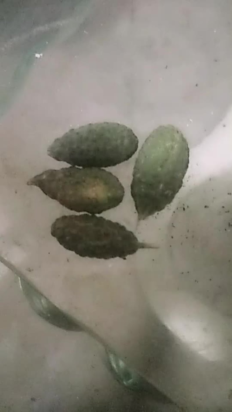野西瓜