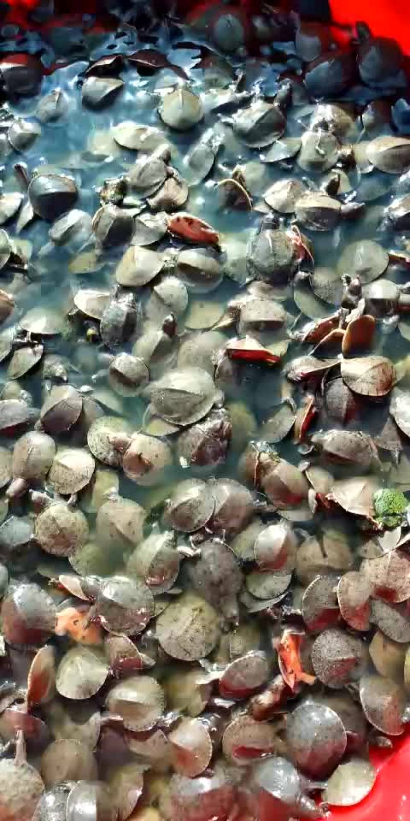 甲鱼苗