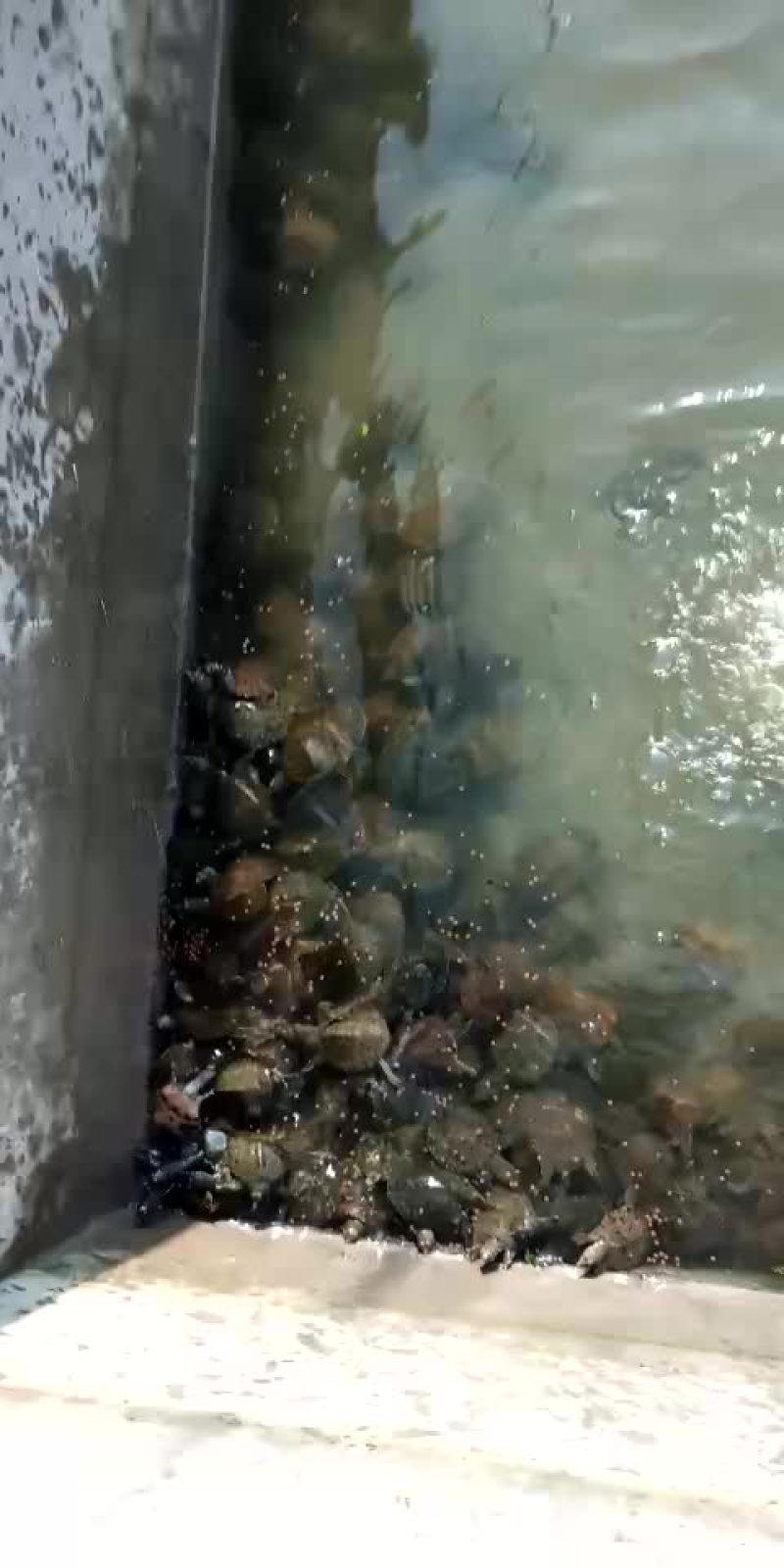 甲鱼苗