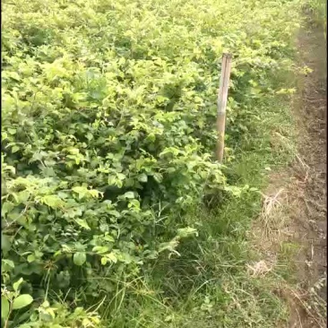 广西容县台湾甜脆大青枣苗，当年开花挂果