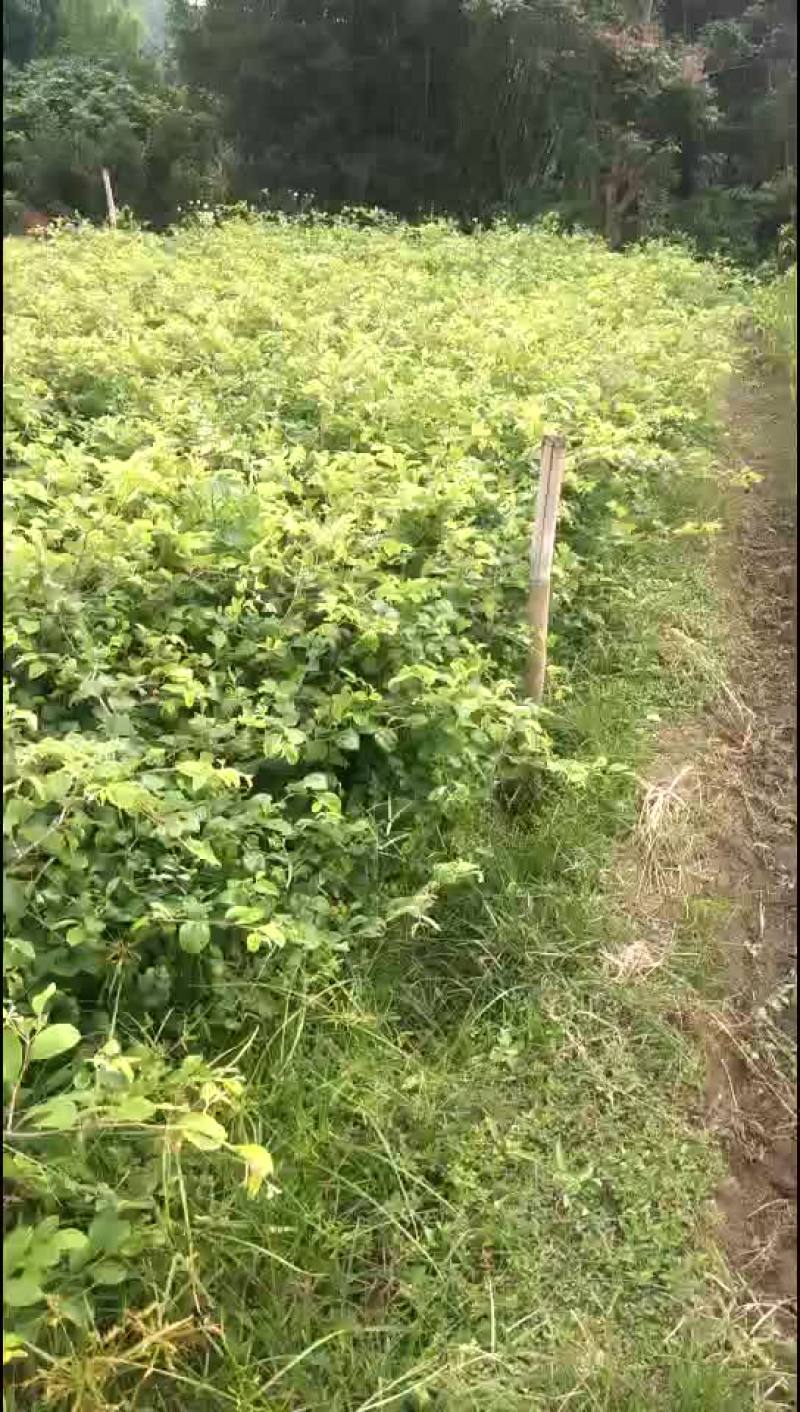 广西容县台湾甜脆大青枣苗，当年开花挂果