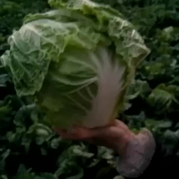 白菜