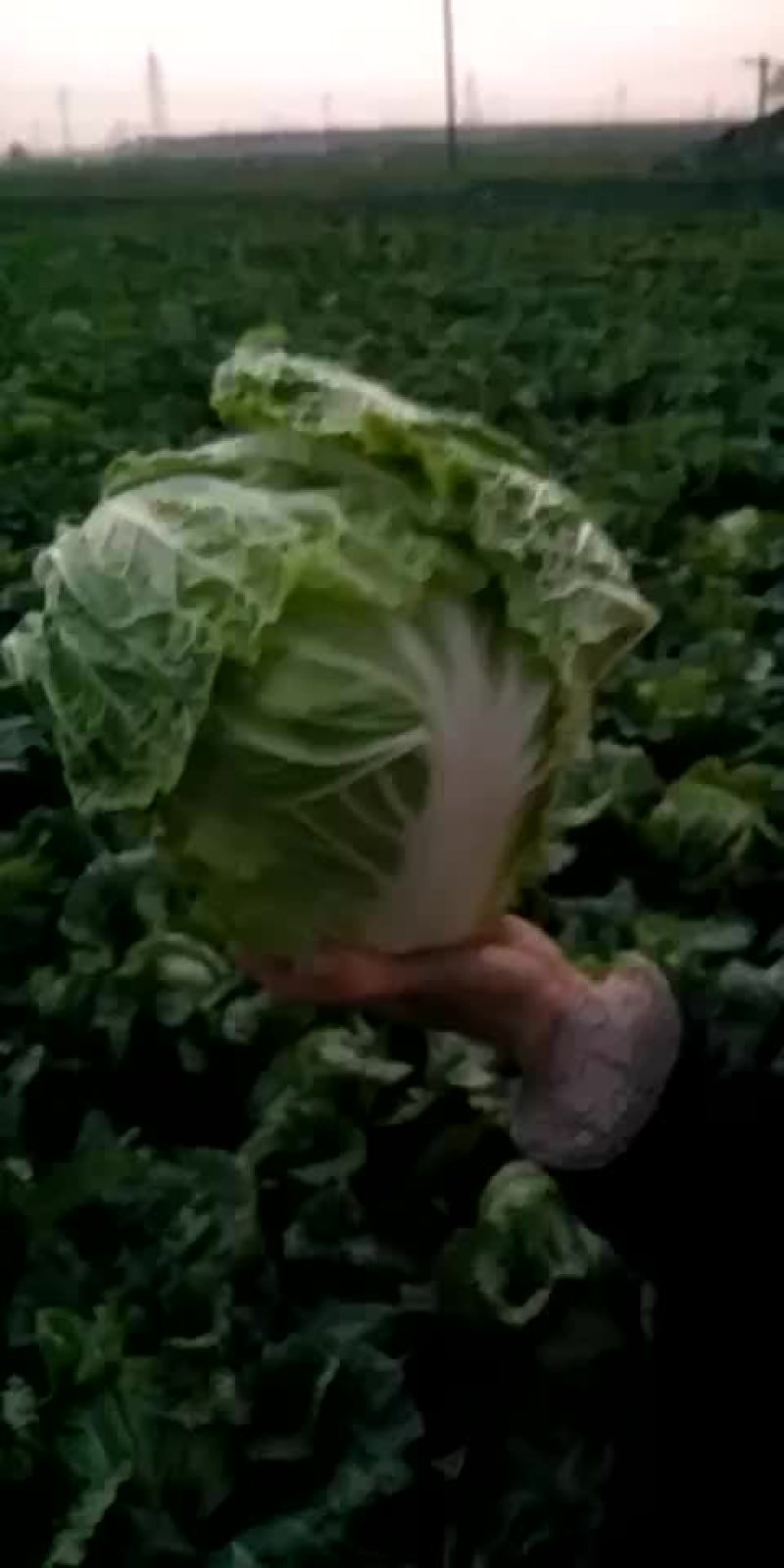 白菜