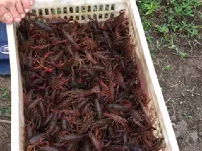 龙虾苗批发抱卵虾源头直销